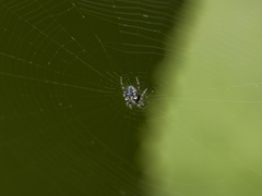 Araneus grossus