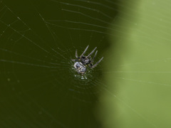 Araneus grossus