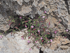 Silene sedoides