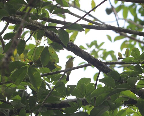 Anthreptes malacensis