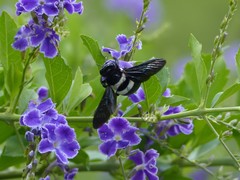 Xylocopa