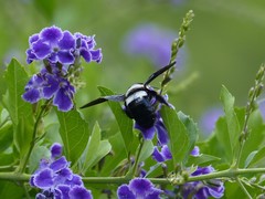 Xylocopa