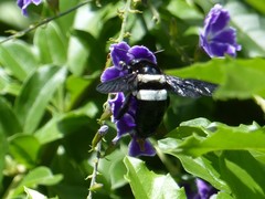 Xylocopa
