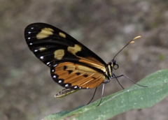 Mechanitis lysimnia roqueensis