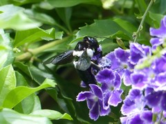 Xylocopa