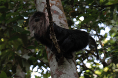 Macaca silenus