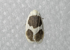 Garudinia biplagiata
