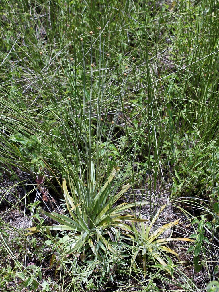 Syngonanthus densiflorus
