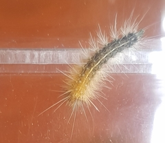 Rhodogastria similis