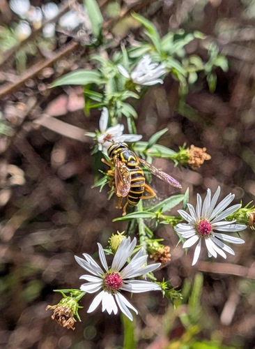 Unknown species found near Blount County, AL, USA