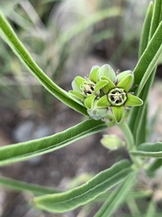 Raphionacme galpinii