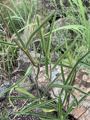 Raphionacme galpinii