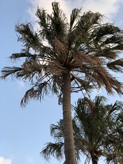 Livistona decora
