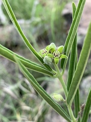Raphionacme galpinii