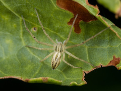 Thanatus oblongiusculus