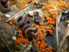 Byssonectria terrestris