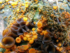 Pseudombrophila guldeniae