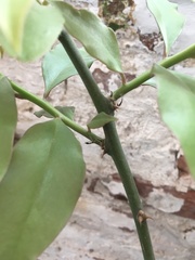 Pereskia