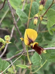 Rhynchosia atropurpurea
