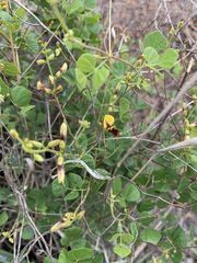 Rhynchosia atropurpurea