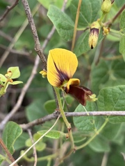 Rhynchosia atropurpurea