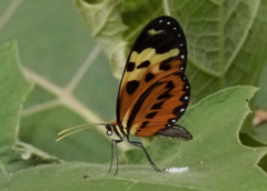 Mechanitis polymnia polymnia