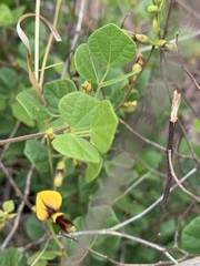 Rhynchosia atropurpurea