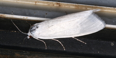 Scirpophaga