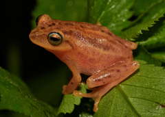Raorchestes luteolus