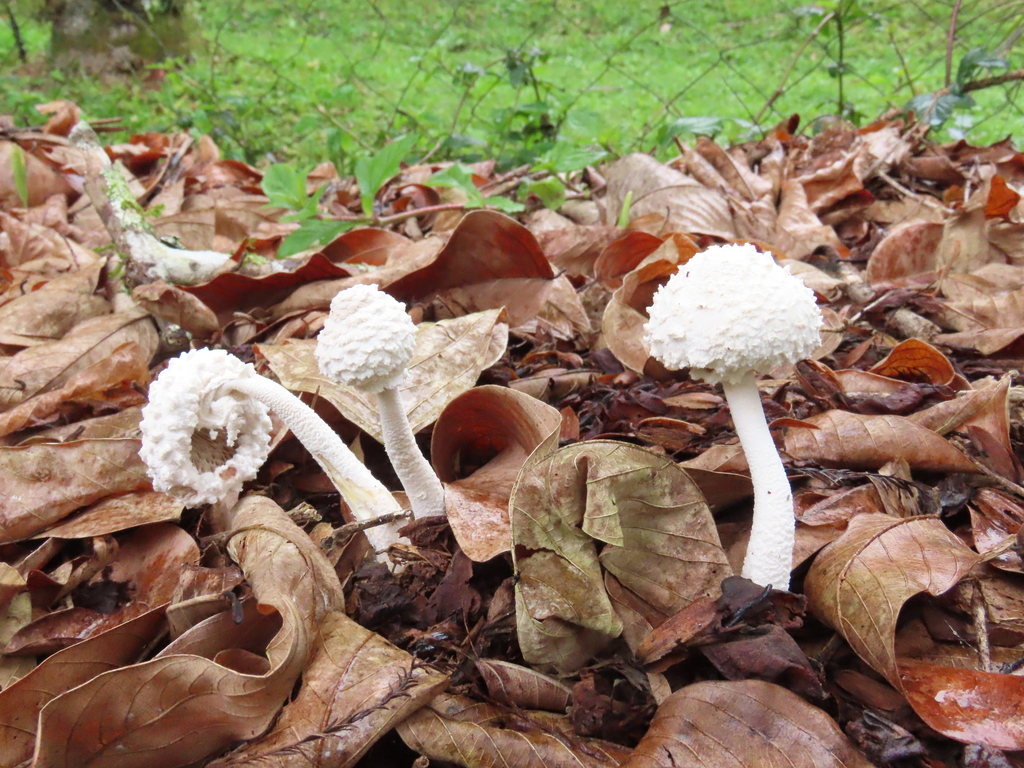 Leucocoprinus cretaceus · June 2025 · photo: © jonathan_ehlert (iNaturalist, cc-by-nc)