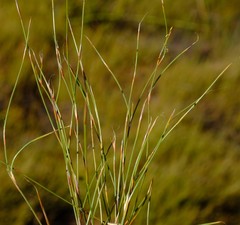 Anthochortus ecklonii