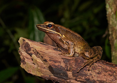 Indosylvirana