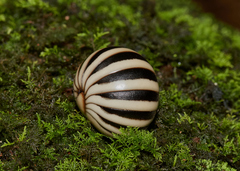 Arthrosphaera