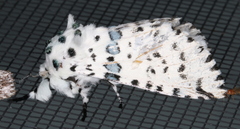 Kamalia australis
