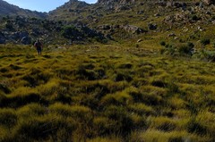 Anthochortus ecklonii