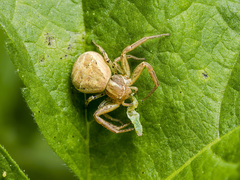 Xysticus pseudocristatus