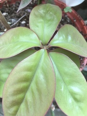Pereskia