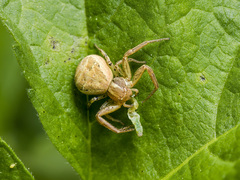 Xysticus pseudocristatus