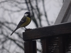 Parus major
