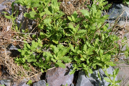 Dysphania chilensis iNat (2)