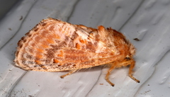 Pseudanapaea