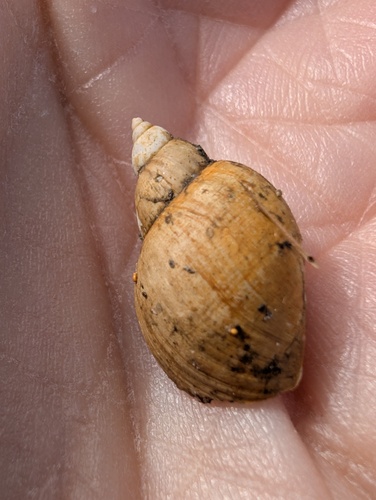 Ladislavella emarginata observed 2025-10-13