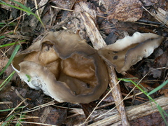 Helvella acetabulum