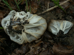 Helvella acetabulum