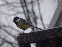 Parus major