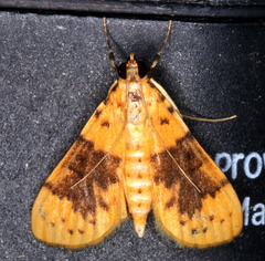 Conogethes semifascialis