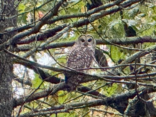 View observation of {o.common_name} on iNaturalist
