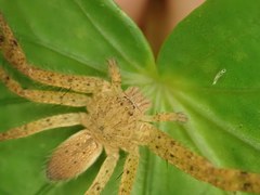 Heteropodinae
