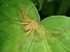 Heteropodinae