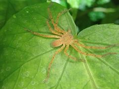 Heteropodinae